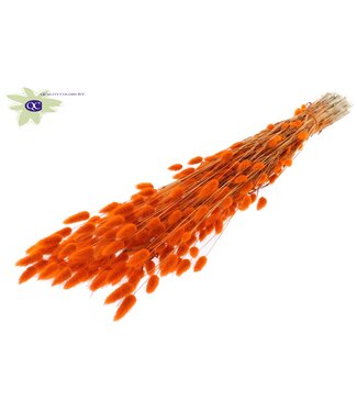 QC Lagurus dried flower orange | Length 60 centimetres | Per 25 bunches