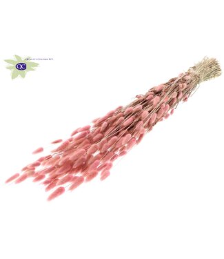 QC Lagurus dried flower light pink | Length 60 centimetres | Per 25 bunches