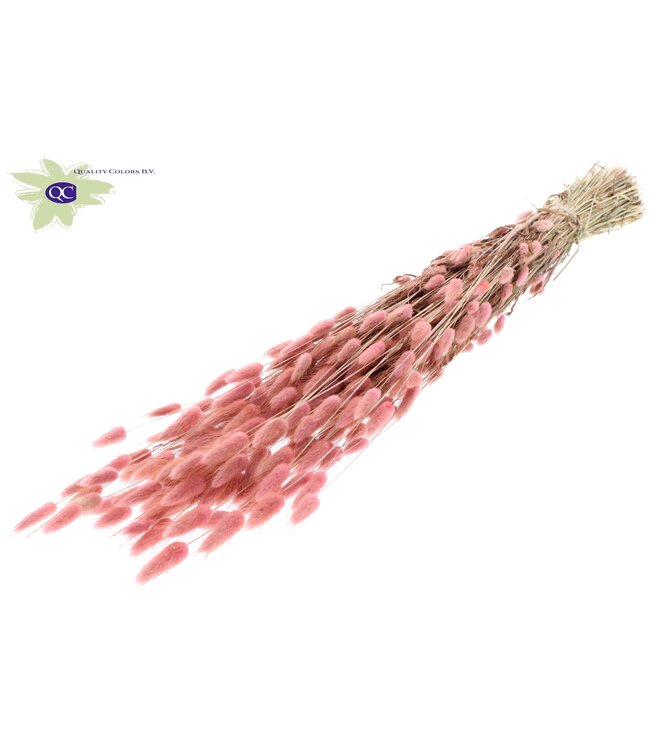 Lagurus dried flower light pink | Length 60 centimetres | Order per 25 bunches