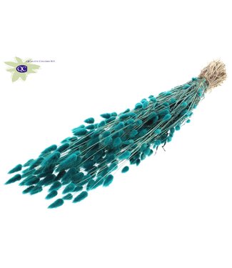 QC Lagurus dried flower turquoise | Length 60 centimetres | Per 25 bunches