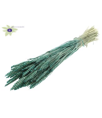 QC Dried wheat | Triticum dried flowers | Length 60 centimetres | Pearl turquoise | Per 6 bunches