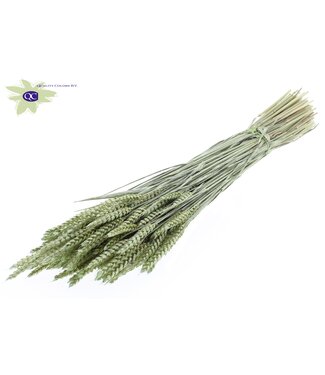 QC Dried wheat | Triticum dry flowers | Length 60 centimetres | Pearl mint green | Per 6 bunches