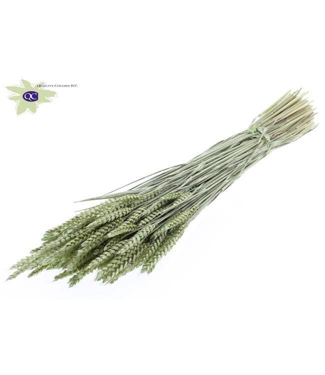 Dried wheat | Triticum dried flowers | Length 60 centimetres | Pearl mint green | Order per 6 bunches