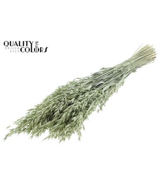 QC Dried oats pearl mint green | Avena dried flowers | Length 60 centimetres | Per 6 bunches