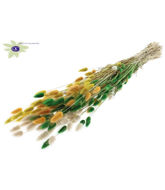 Lagurus dried flower Easter mixed colours | Length 60 cm| Ordered per 6 bunches