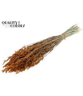 QC Terracotta-coloured dried oats | Avena dried flowers | Length 60 centimetres | Per 6 bunches