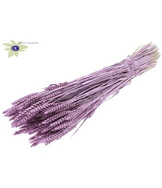 QC Dried wheat | Triticum dry flowers | Length 60 centimetres | Metallic pink | Per 6 bunches