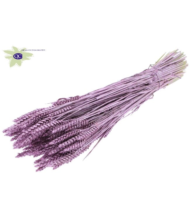 Dried wheat | Triticum dry flowers | Length 60 centimetres | Metallic rose-coloured | Order per 6 bunches