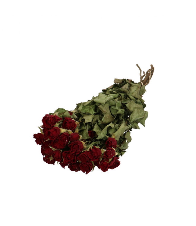 Bordeauxrote getrocknete Rosen verzweigt | Länge 40 Zentimeter | 10 Stück pro Bund | Pro Bund bestellbar