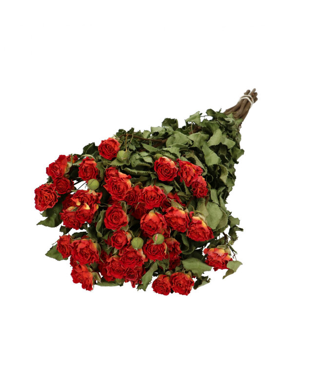 Rot grün getrocknete Rosen verzweigt 50 Zentimeter | 10 pro Verpackung | Stückweise bestellbar