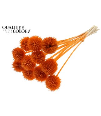 QC Lions Tail 10pc/bunch Orange ( x 5 )