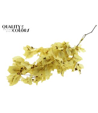 QC Bougainvillea p/bunch in poly Yellow ( x 10 )