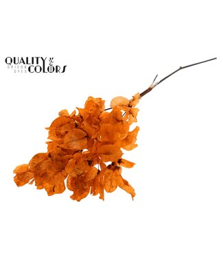 QC Bougainvillea p/bunch in poly Orange ( x 10 )