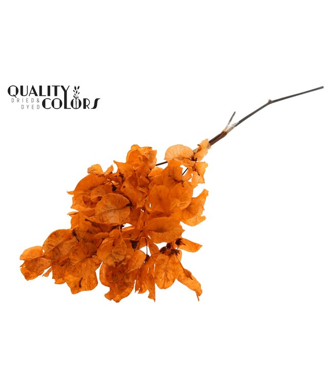 Bougainvillea p/bunch in poly Orange ( x 10 )