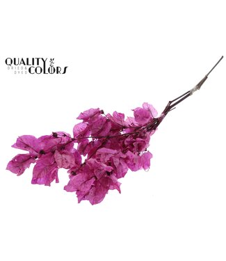 QC Bougainvillea p/bunch in poly Lilac | Per 10 stuks