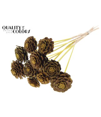 QC Pine cone cut 5-7cm on stem Yellow ( x 50 )