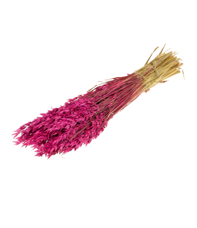 Kirschfarbene getrocknete Haferflocken | Avena getrocknete Blumen | Bestellt pro 25 Stück