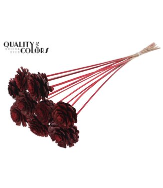 QC Pine cone cut 5-7cm on stem Red ( x 50 )