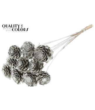 QC Pine cone cut 5-7cm on stem Platina ( x 50 )