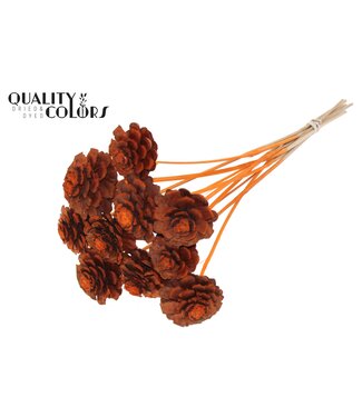 QC Pine cone cut 5-7cm on stem Orange ( x 50 )