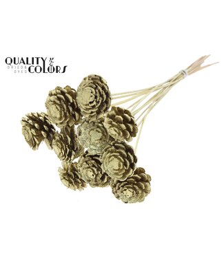 QC Pine cone cut 5-7cm on stem Gold ( x 50 )