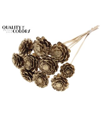 QC Pine cone cut 5-7cm on stem Antique Gold ( x 50 )