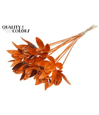 QC Wild Lilly on stem Orange ( x 50 )