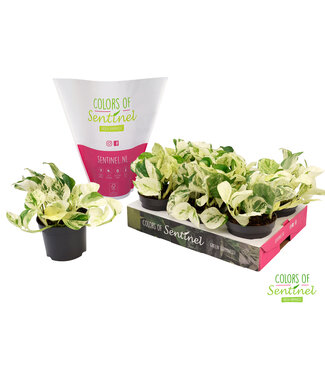 ME Epipremnum pinnatum Happy Leaf LESS PLASTIC | Per 6 stuks