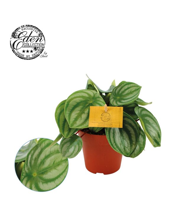 Peperomia Argyreia | Pot size 12 | Per 4 pieces