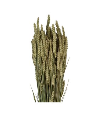 4A Natural dried wheat | Triticum dried flowers | Length 70 centimetres | Per 5 bunches