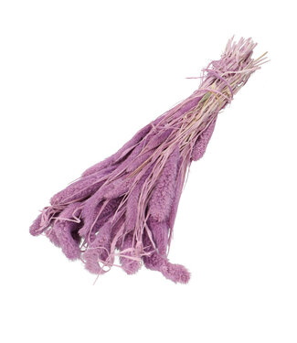 4A Sétaire séchée de couleur lilas | Fleurs séchées de Setaria | Longueur 75 centimètres | Par bouquet
