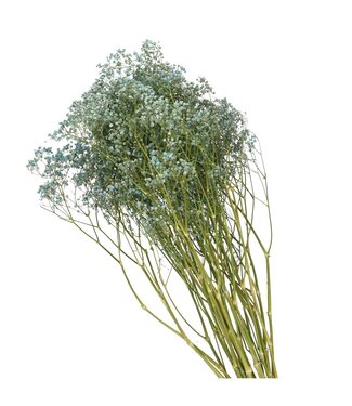 4A Lichtblauw gedroogd gipskruid | Gypsophila droogbloemen | Lengte 70 centimeter | Lichtblauw | Per bos