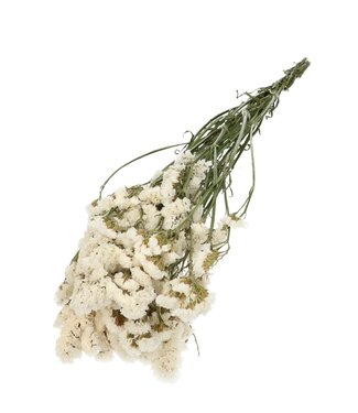 4A Limonium blanc séché | Fleurs séchées de Statice | Longueur 70 centimètres | Par bouquet