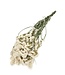 Limonium blanc séché | Fleurs séchées de Statice | Longueur 70 centimètres | Commande par bouquet