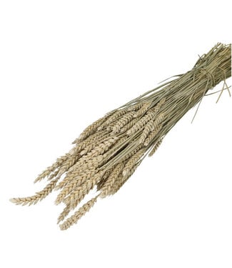 4A White dried wheat | Triticum dry flowers | Length 60-70 centimetres | By bunch