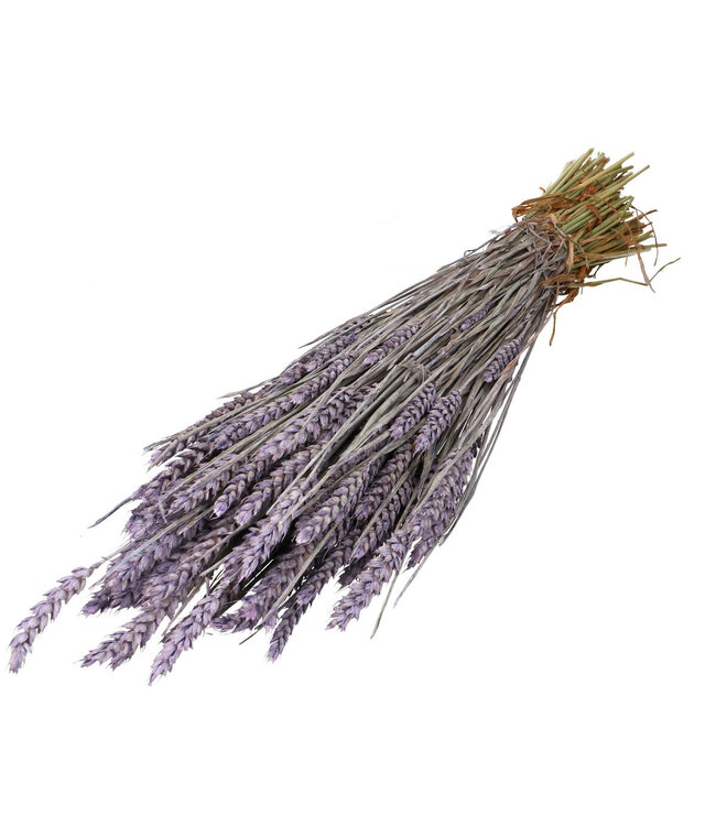 Fliederfarbener Trockenweizen | Triticum Trockenblumen | Länge 60-70 Zentimeter | Bundweise bestellen