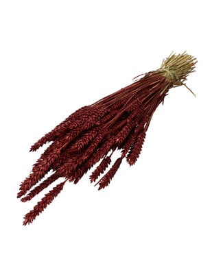 4A Burgundy dried wheat | Triticum dried flowers | Length 60-70 centimetres | Per bunch