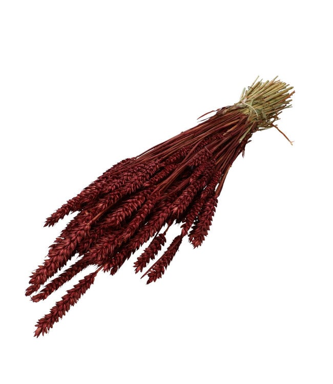 Burgundy dried wheat | Triticum dried flowers | Length 60-70 centimetres | Order by bunch