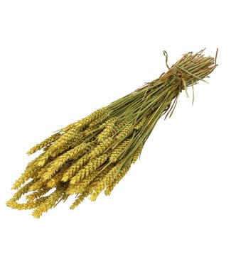 4A Gelber getrockneter Weizen | Triticum Trockenblumen | Länge 60-70 Zentimeter | Bündelweise