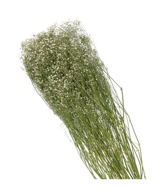 4A Gypsophile blanc séché | Gypsophile fleurs séchées | Longueur 70 centimètres | Par bouquet