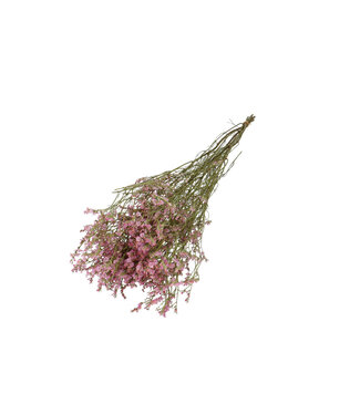 4A Lichtroze gedroogde Limonium diamond | Statice droogbloemen | Lengte 70 centimeter | Per bos