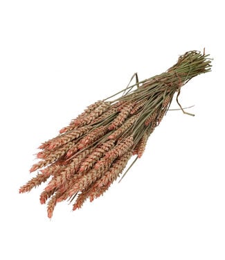 4A Pink dried wheat | Triticum dried flowers | Length 60-70 centimetres | By bunch