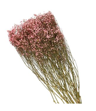 4A Lichtroze gedroogd gipskruid | Gypsophila droogbloemen | Lengte 70 centimeter | Per bos