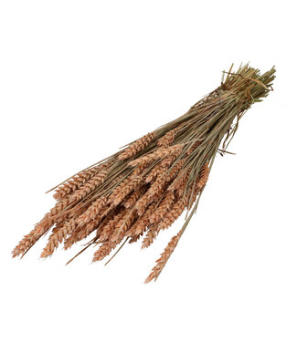 4A Salmon-coloured dried wheat | Triticum dried flowers | Length 60-70 centimetres | By bunch