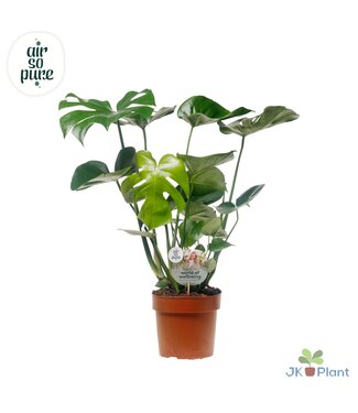 ME Monstera Deliciosa "Disc etiket Air So Pure" -> le | Per 4 stuks