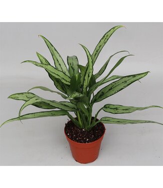 ME Aglaonema 'cutlass' | Pot size 12 | Per 10 pieces