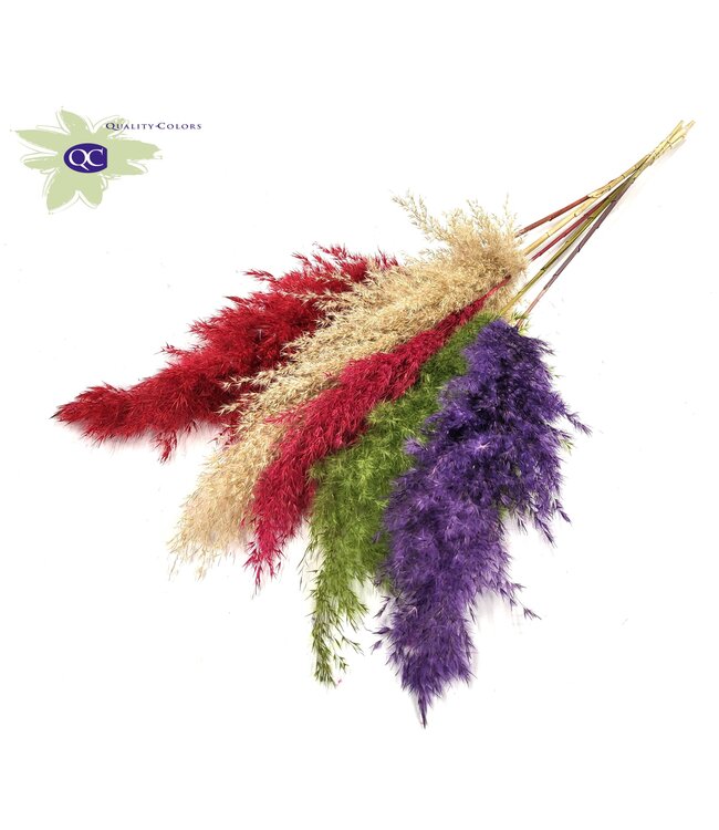 Pampas grass plumes various colours II | 5 plumes per bunch | Length 100 centimetres | Order per 10 bunches