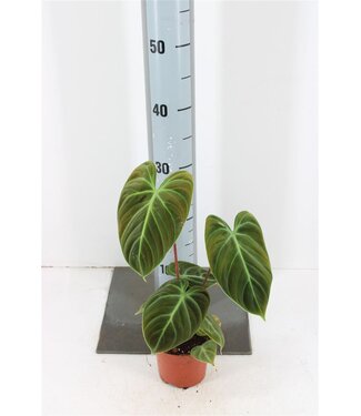 ME Philodendron El Choco Red | Pot size 10.5 | Each