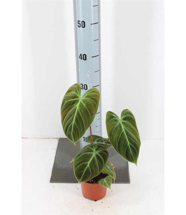 Philodendron El Choco Red | Potmaat 10.5 | Per stuk