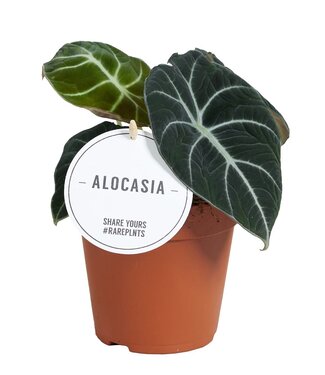 ME Alocasia Black Velvet | Pot size 12 | Per 6 pieces